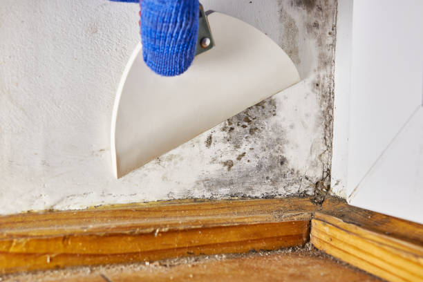 Best Mold Documentation for Insurance Claims  in Oak Grove Heights, AR